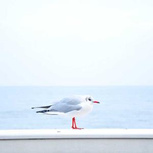 Lenovo ტაბლეტები