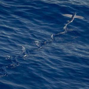 სათამაშო სკამები