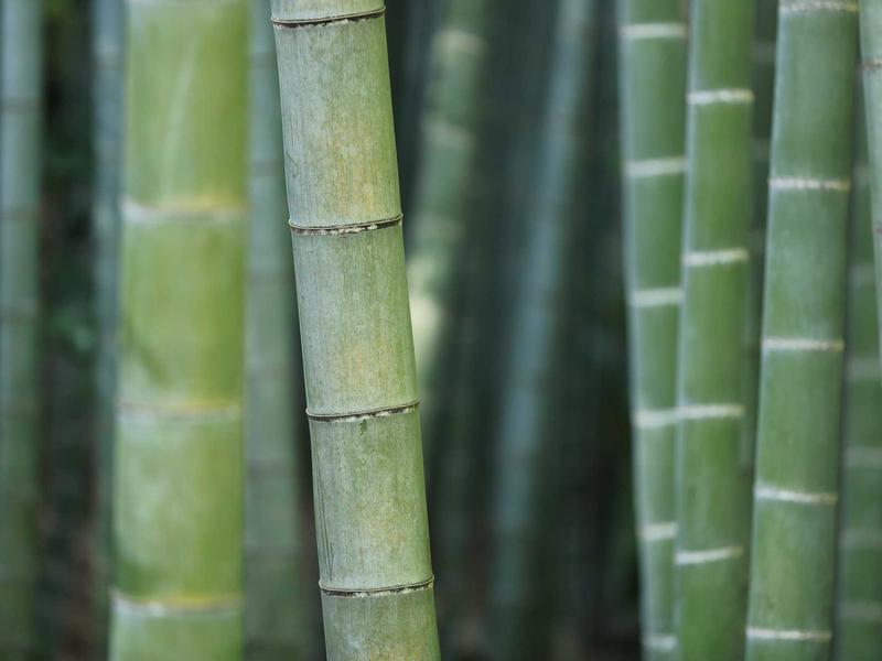 HP ელიტ ZX58