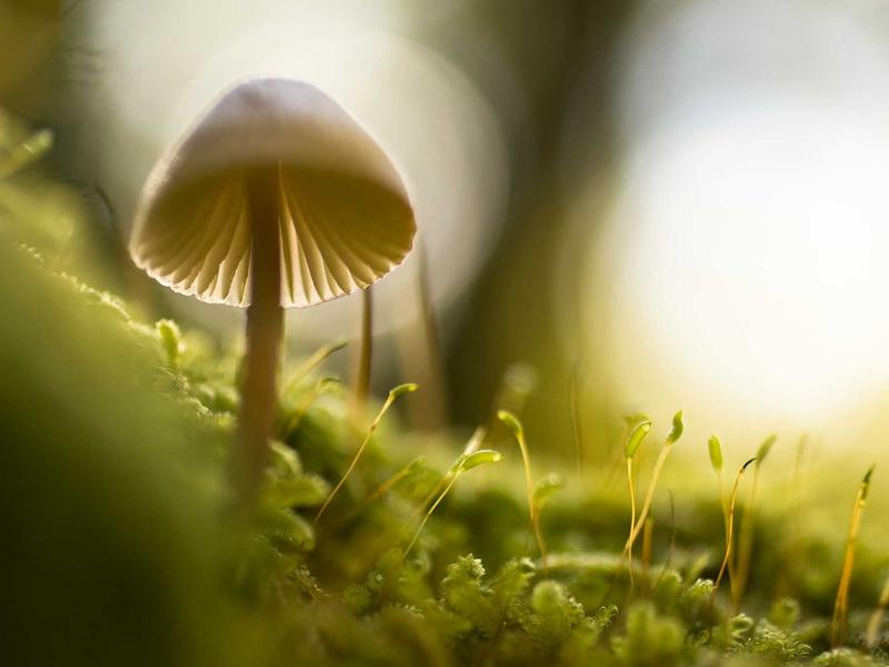 ZenBook ნეო 8Z78