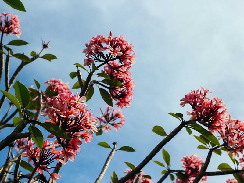 Honor / Huawei პრო 4128