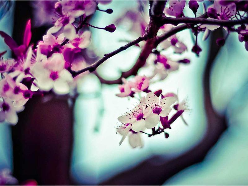 Honor / Huawei ელიტ DE80