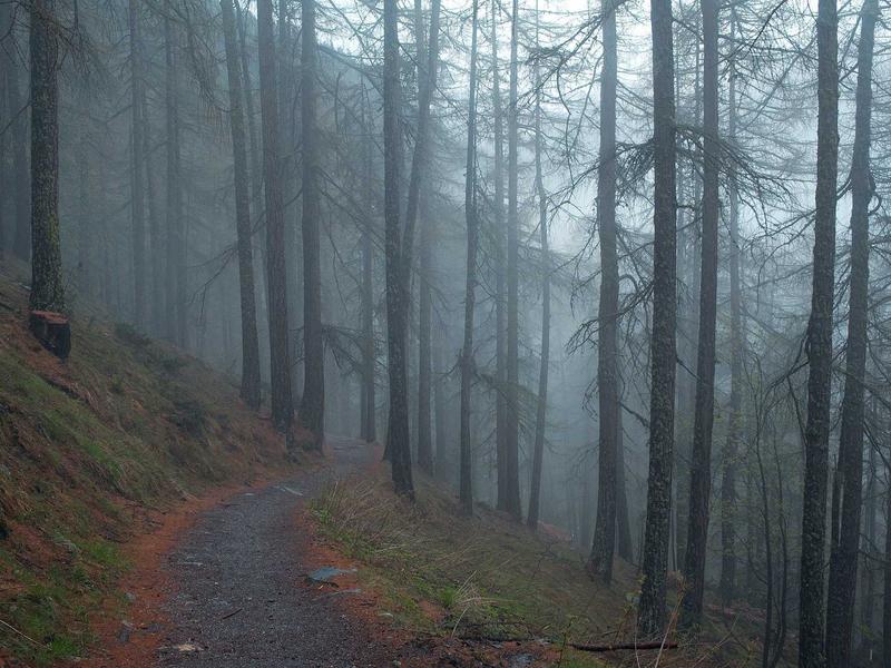 პროცესორები პლუს MR99