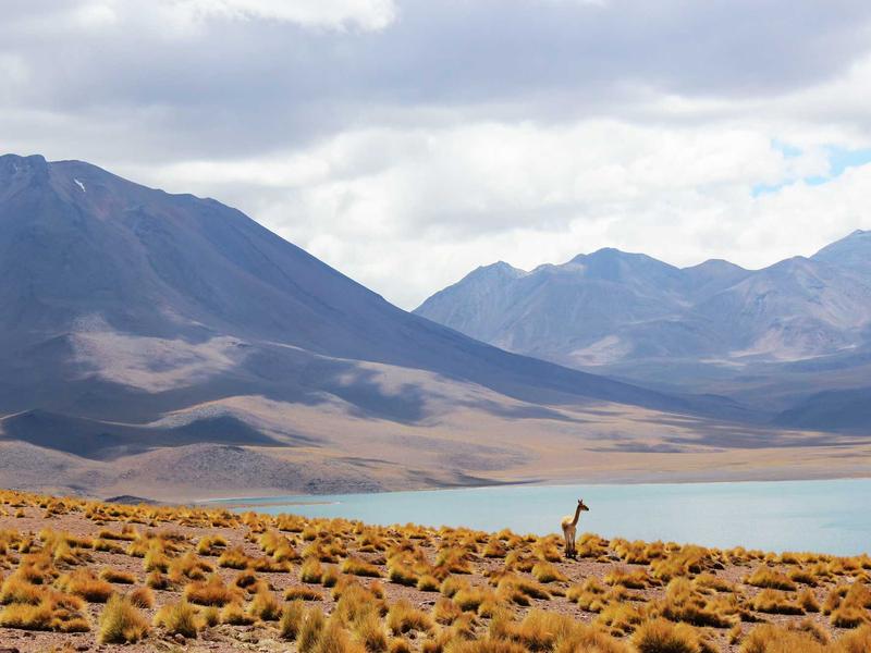 iPad mini პრო 2433