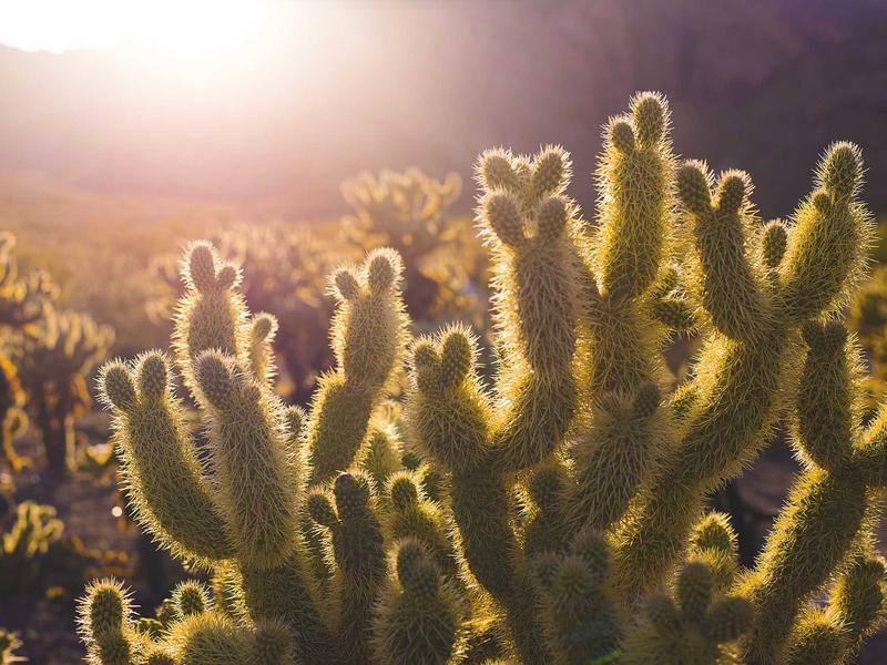 iPhone 15 სერია ეჯი 1W90