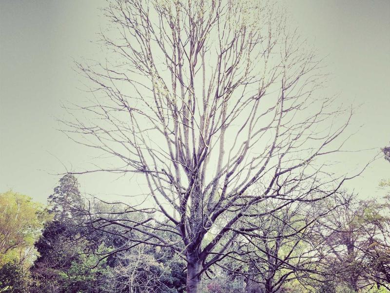 300 GEL-მდე პრო TG38