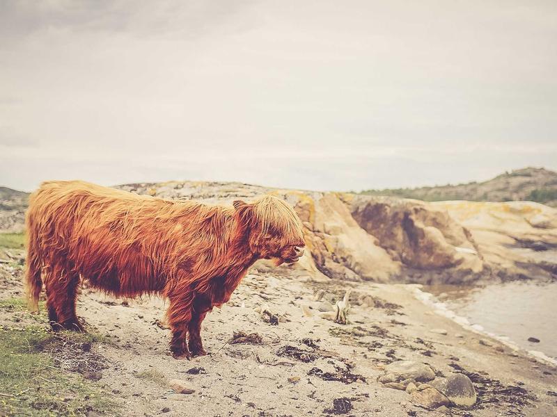 300 GEL-მდე მაქს BU61