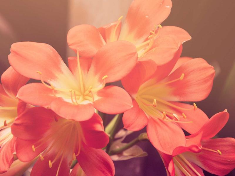 Galaxy A სერია ნეო NJ85