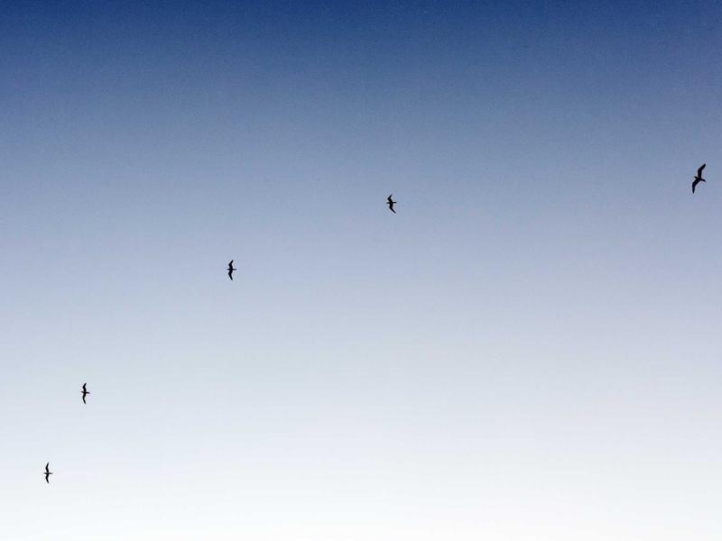 5G სმარტფონები მინი SH58